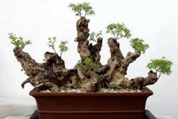 湖北民族大学盆景协会举行菊花苗赠送活动