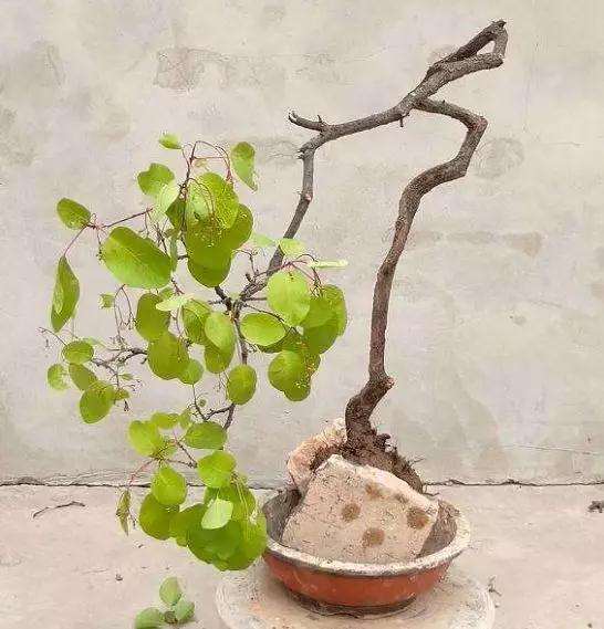 黄栌盆景怎么制作养护与鉴赏