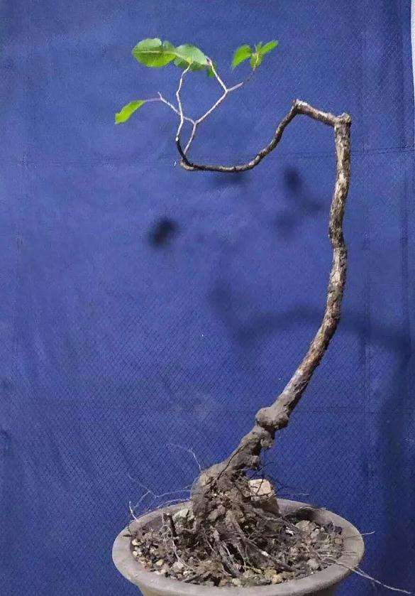 黄栌盆景怎么制作养护与鉴赏