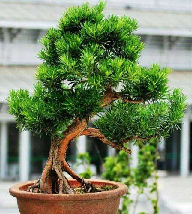 罗汉松盆景怎么蟠扎造型的方法