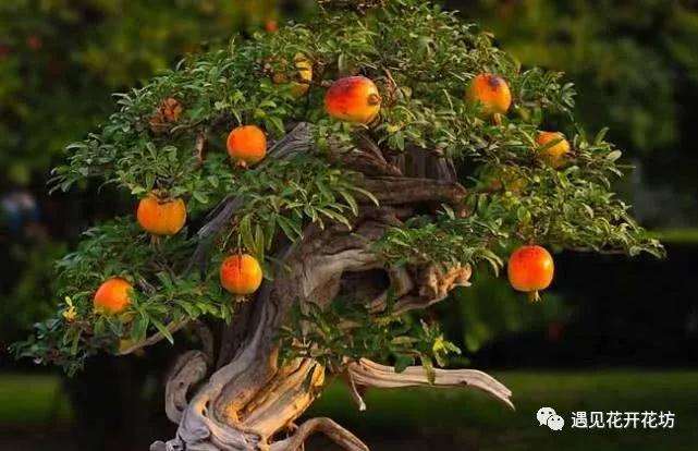 盆景石榴怎么修剪的方法