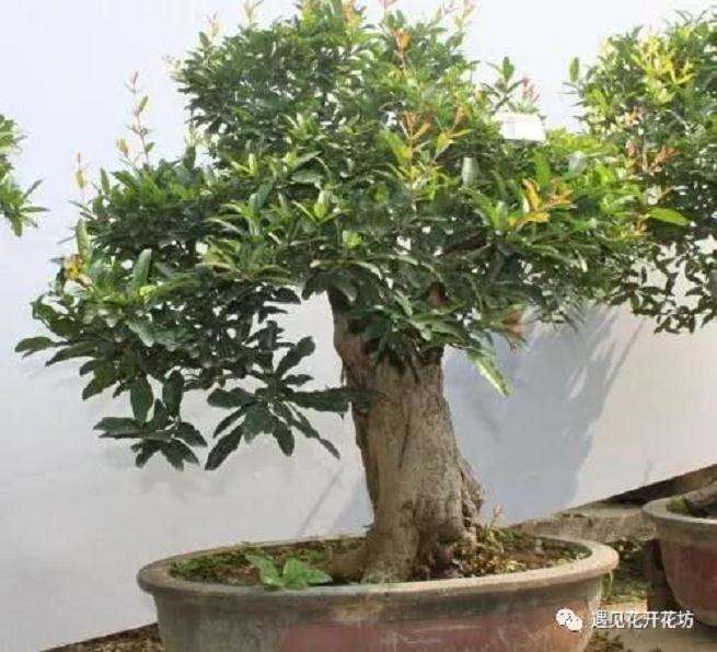 盆景石榴怎么修剪的方法