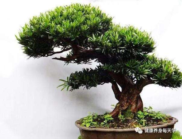罗汉松盆景怎么养护的方法