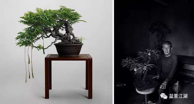 纪念大宫盆景村成立90周年