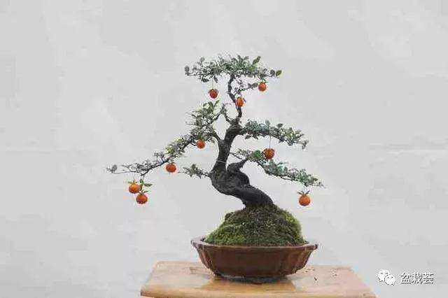 什么时候是修剪金弹子盆景的最好时间