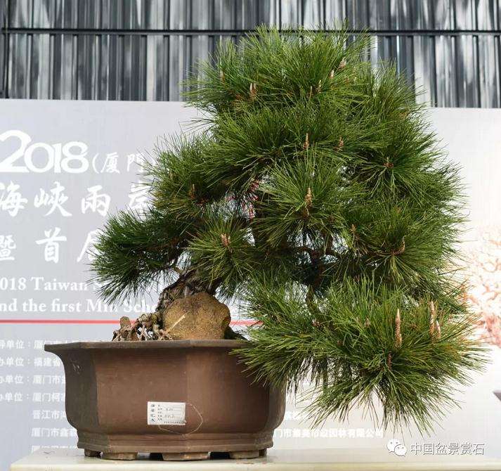 怎么制作大型临水盆景的方法