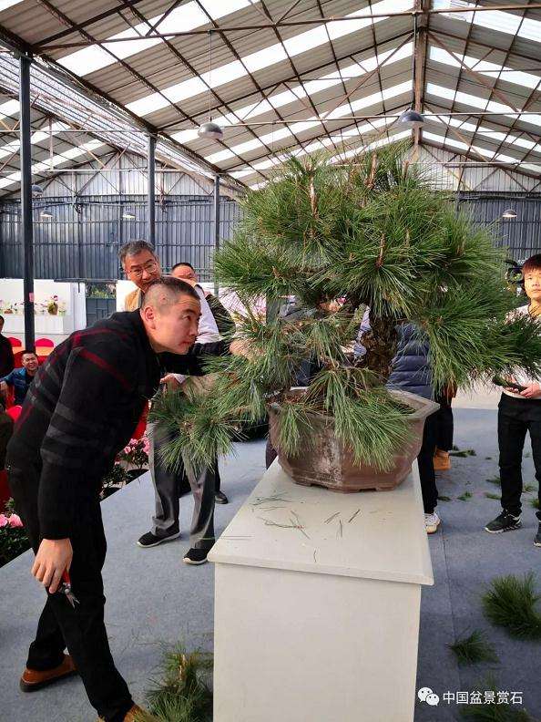 怎么制作大型临水盆景的方法