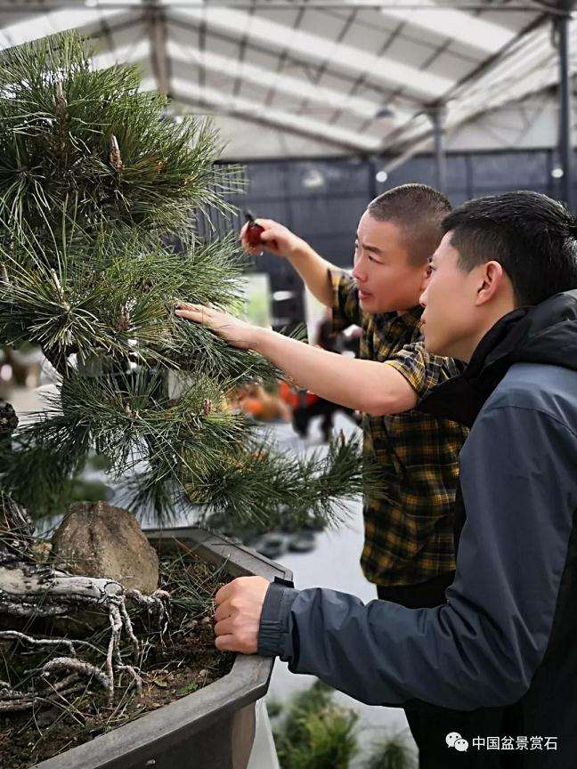 怎么制作大型临水盆景的方法