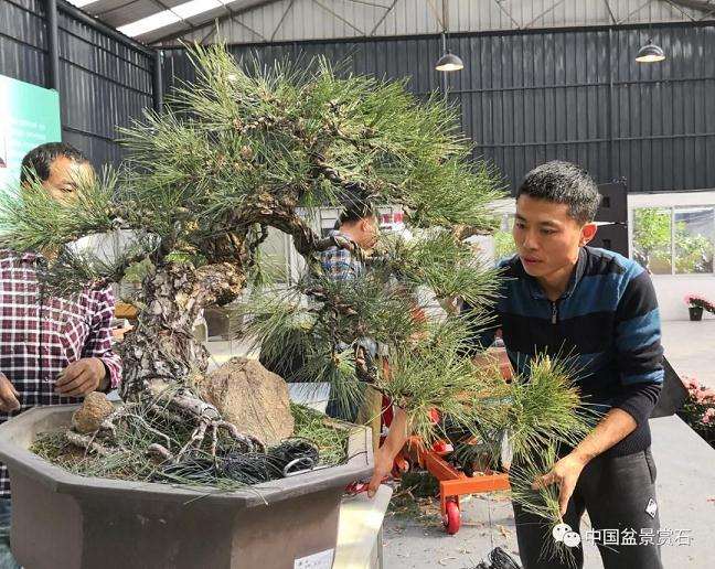 怎么制作大型临水盆景的方法