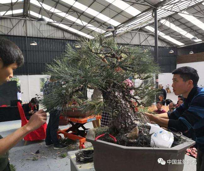 怎么制作大型临水盆景的方法