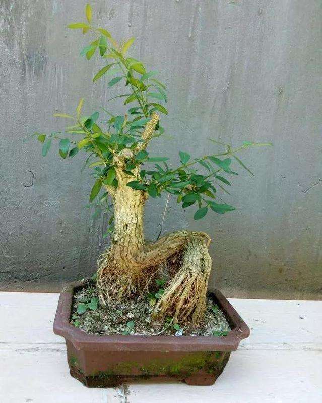 给盆景注入营养液来养桩