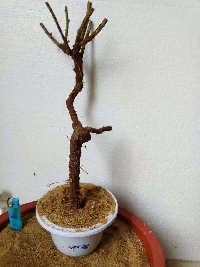 盆景怎么用高培土来养桩的方法