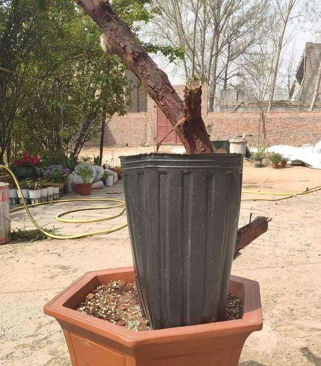 盆景没有发新芽之前 要多枝干上喷水雾