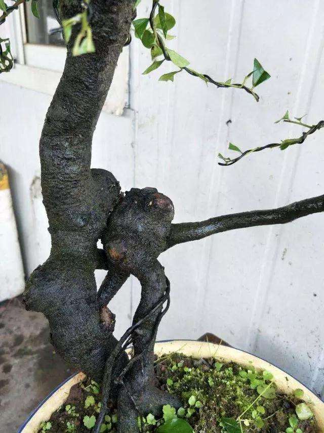 夏天在室内养护盆景