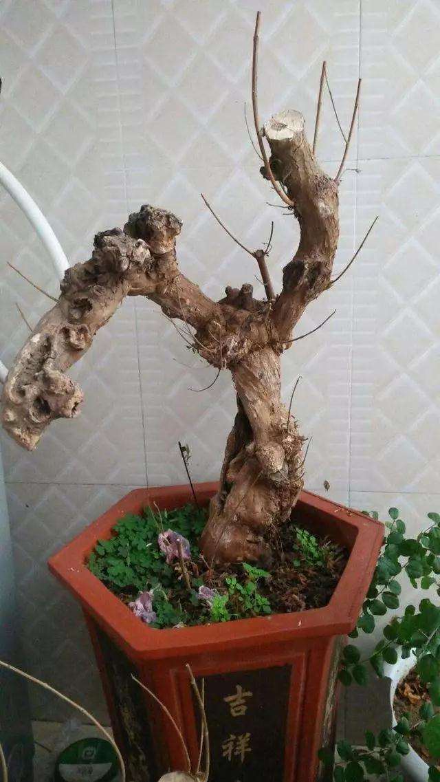 盆景植株太老没长新根