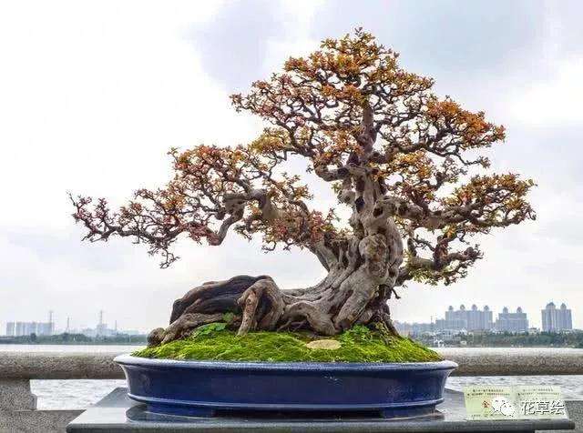 春季是制作盆景桩胚的最好时候