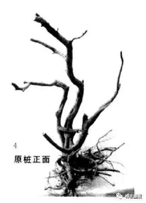 图解 岭南盆景怎么造型设计的方法