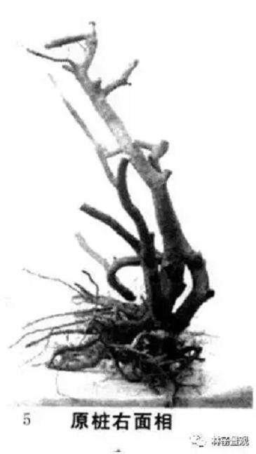 图解 岭南盆景怎么造型设计的方法