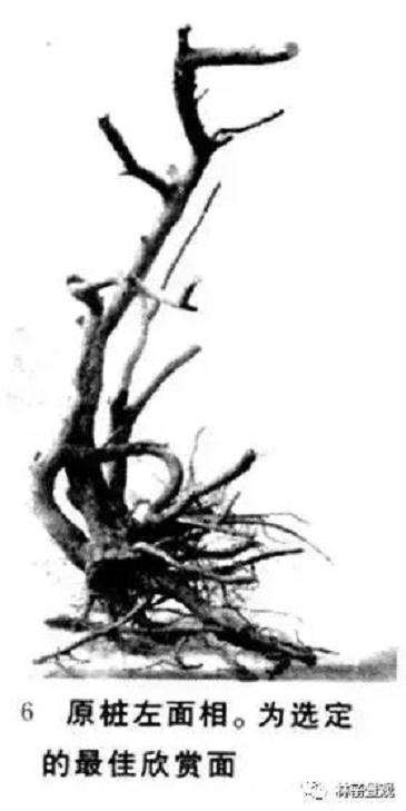 图解 岭南盆景怎么造型设计的方法