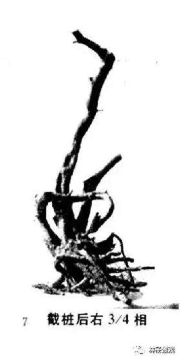 图解 岭南盆景怎么造型设计的方法