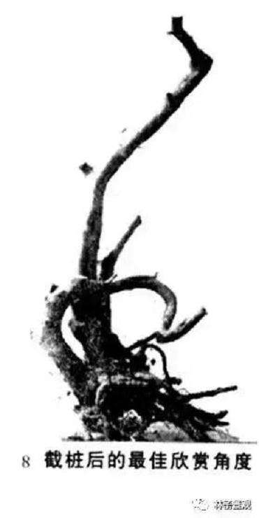 图解 岭南盆景怎么造型设计的方法