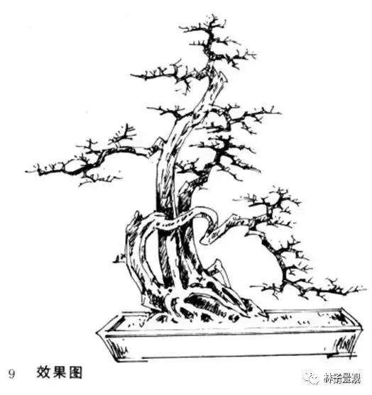 图解 岭南盆景怎么造型设计的方法