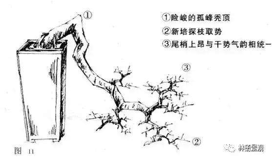 图解 岭南盆景怎么造型设计的方法