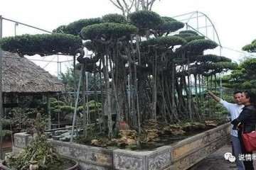 这棵盆景开价200万人民币 你怎么看