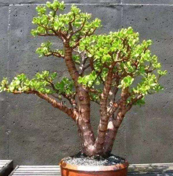 怎么制作玉树盆景的3个方法