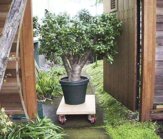 怎么制作玉树盆景的3个方法