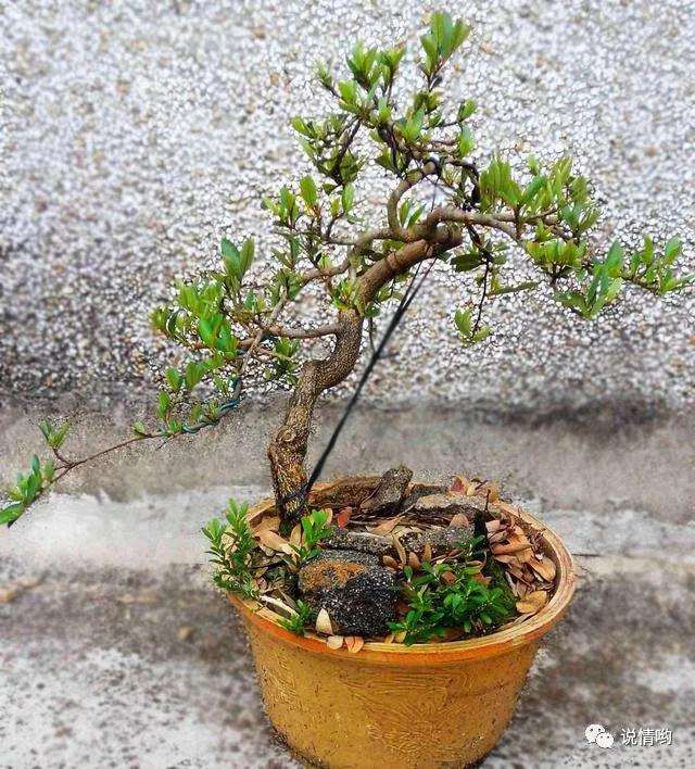 中华蚊母盆景怎么造型的方法