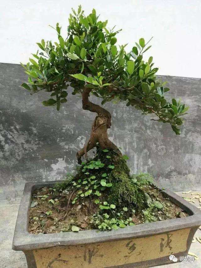 中华蚊母盆景怎么造型的方法