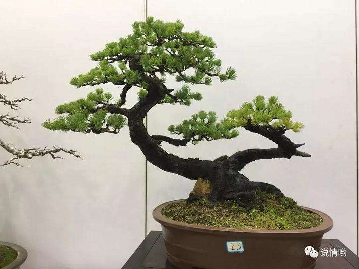 挖映山红盆景是不允许的