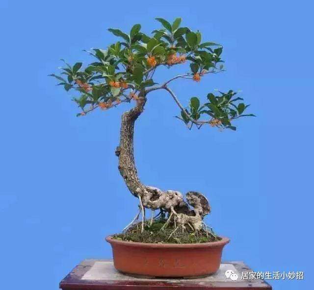 给桂花盆景换盆要怎么喷水 图片