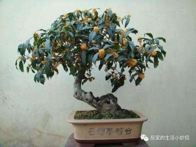 桂花盆景在春季什么时候换盆最好