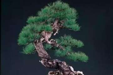 给松柏盆景换土要注意什么 图片