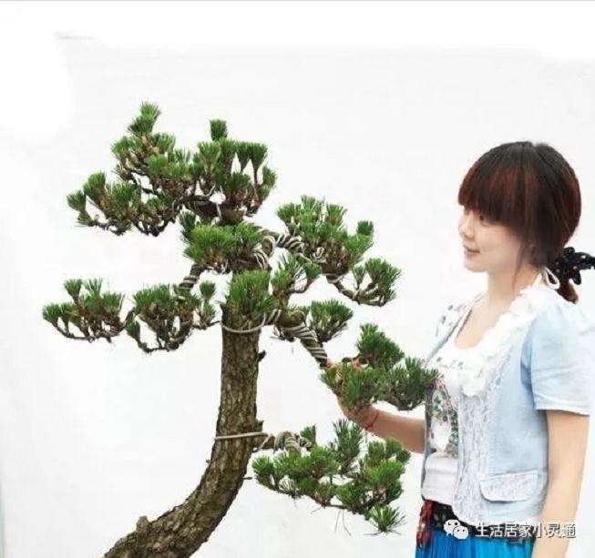 松柏盆景如何换盆