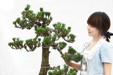 松柏盆景如何换盆 什么时候换土？