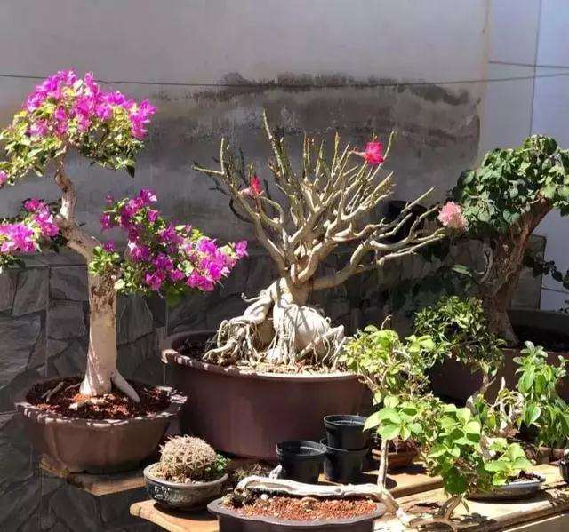 盆景施肥应掌握以下6个方法