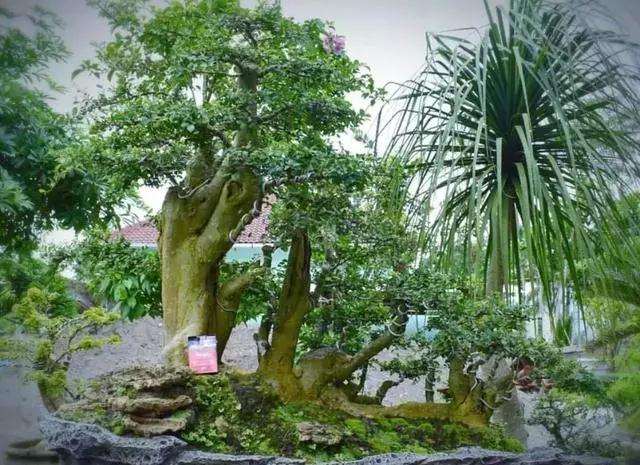 盆景施肥时还应注意以下5个方法