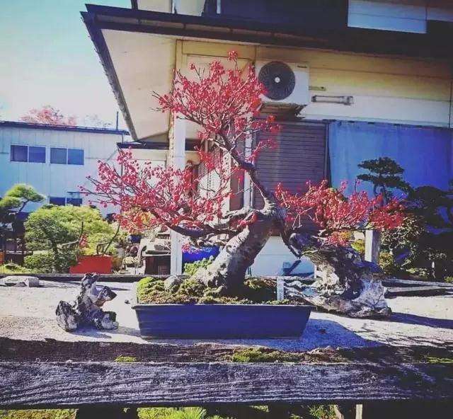 说到盆景施肥 我们得先明白肥料是什么