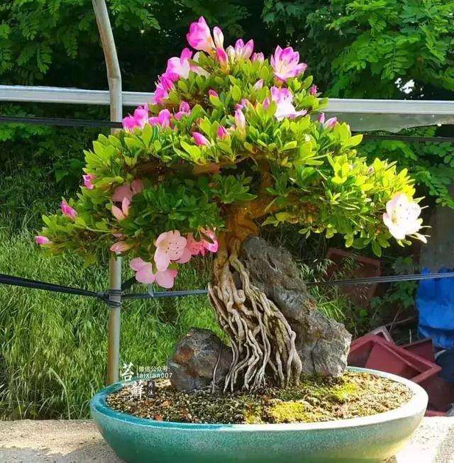 说到盆景施肥 我们得先明白肥料是什么