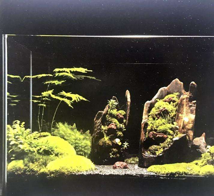 制作苔藓盆景的12个步骤