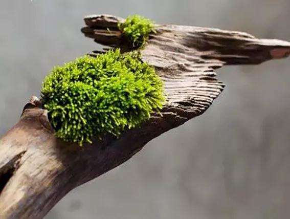 图解 制作苔藓盆景的12个步骤