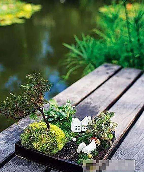 图解 制作苔藓盆景的12个步骤