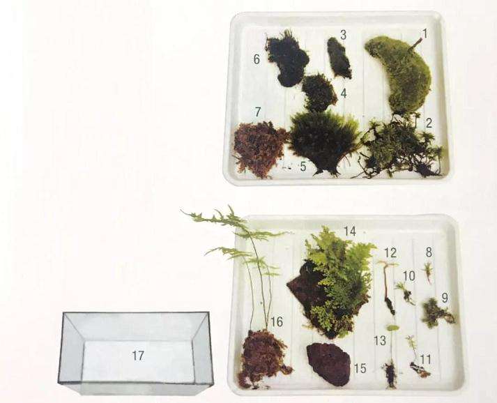图解 制作苔藓盆景的12个步骤