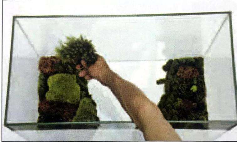 图解 制作苔藓盆景的12个步骤