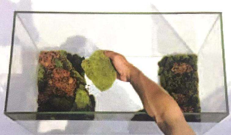 图解 制作苔藓盆景的12个步骤