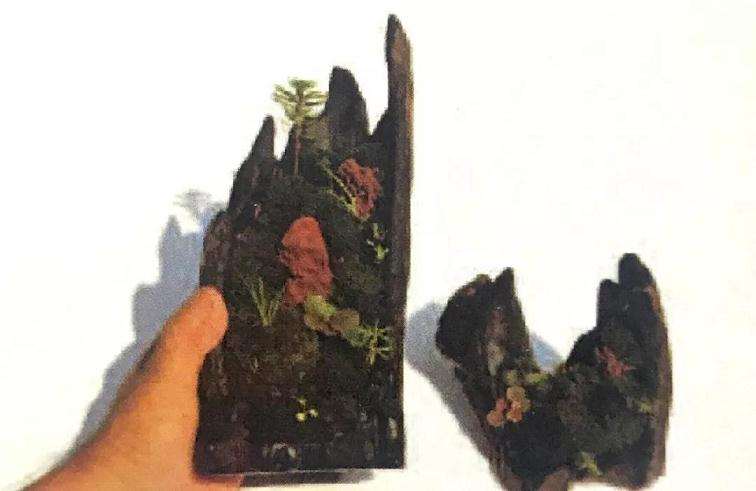 图解 制作苔藓盆景的12个步骤