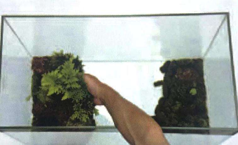 图解 制作苔藓盆景的12个步骤